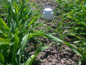 soil temperature probe